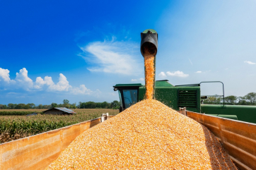 Запасов кукурузы у аграриев осталось на 35 процентов меньше прошлогодних
